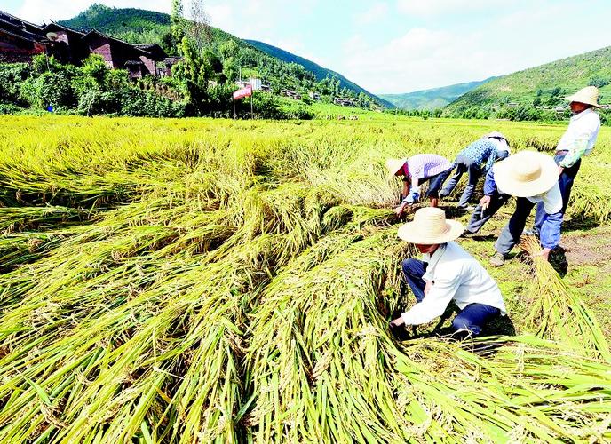 云南省楚雄彝族自治州大姚县龙街乡五福村农民在收割超级稻"楚粳28号"