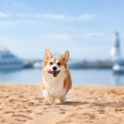 柯基头像