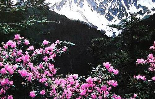 白马雪山高山杜鹃林 (云南) 十大森林 拓展训练 推荐课程 烟台拓展