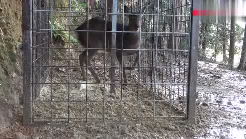 男子山路边布置野猪笼,收获到意外的惊喜!