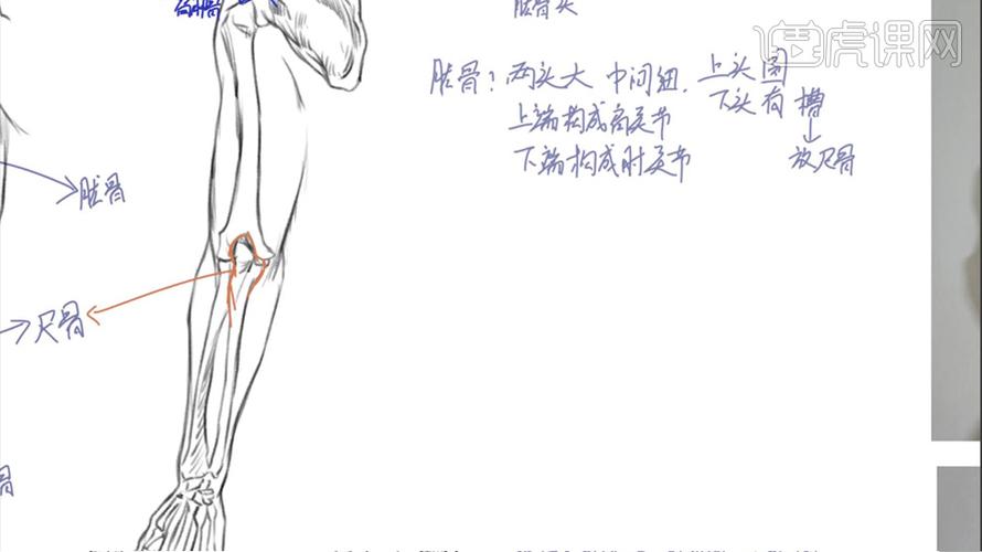 速写系列课程-手臂与手的结构讲解