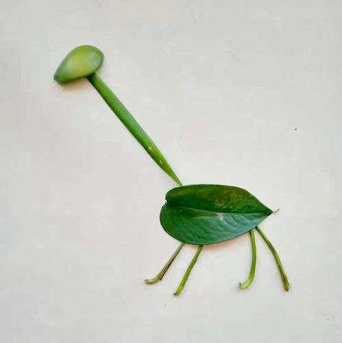 简单又好看树叶贴画教你用树叶粘贴长颈鹿