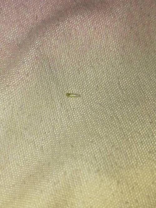家里床上有很多小飞绿虫怎么办.
