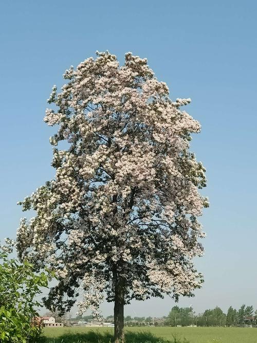 楸树之乡 高集之美