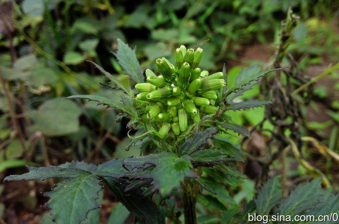 泥胡菜,败酱叶菊芹