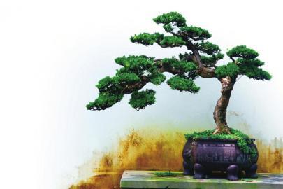 川派盆景 方寸间见天地