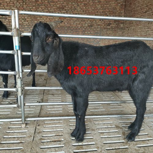 大耳朵羊 云南黑山羊 努比亚黑山羊 努比亚黑山羊羊羔