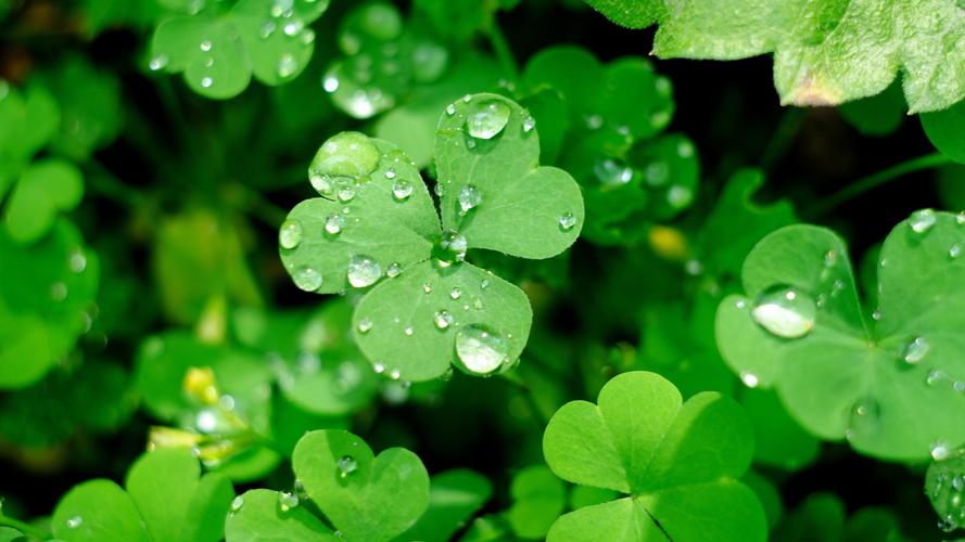 幸运三叶草清新护眼微距摄影