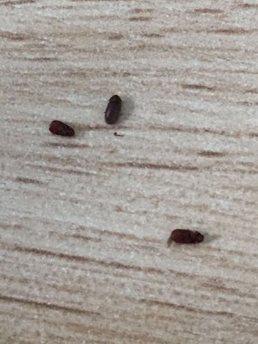 家里突然出现这种虫子,很小会飞,大神帮我看看是什么虫子