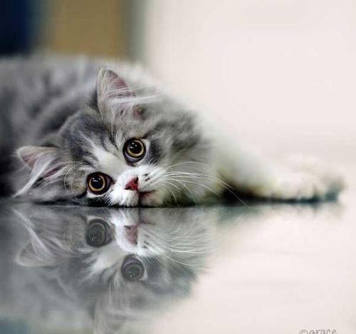 猫奴必备:如何给猫咪拍出超赞的照片!