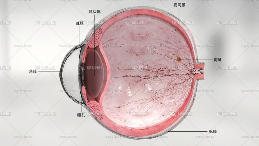 眼球整体 眼球剖面