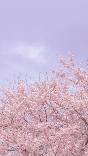 粉色意境小清新摄影高清手机壁纸