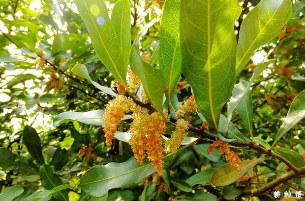 杨梅开花时间是什么时候