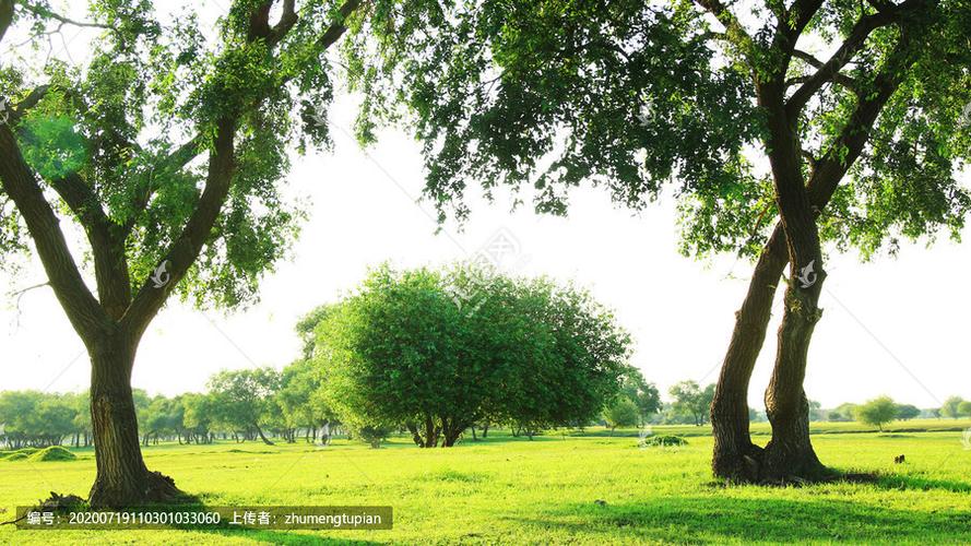 草原树林