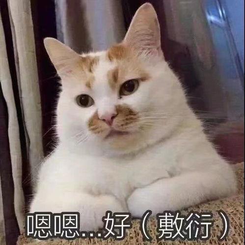 超级敷衍的表情包