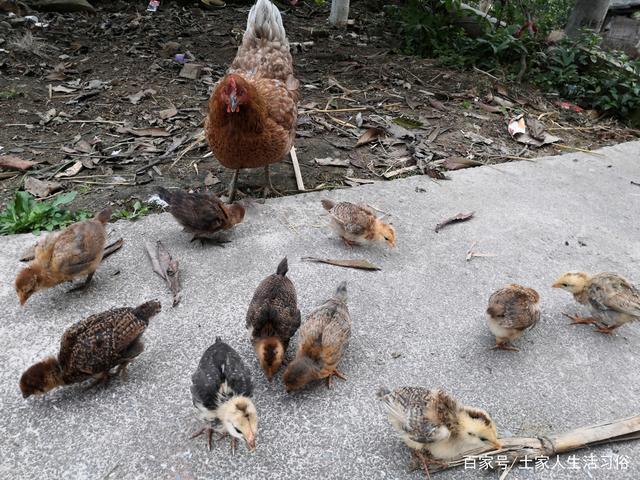 农村如何孵小鸡?注意7点就能成功