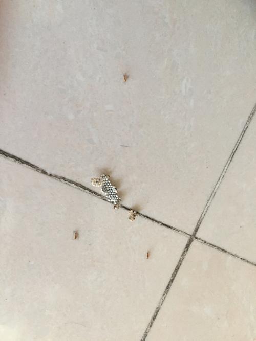 衣柜里好多这种小虫子.请问这是什么虫还会吐丝的