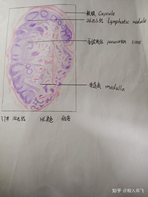 组胚红蓝铅笔手绘图