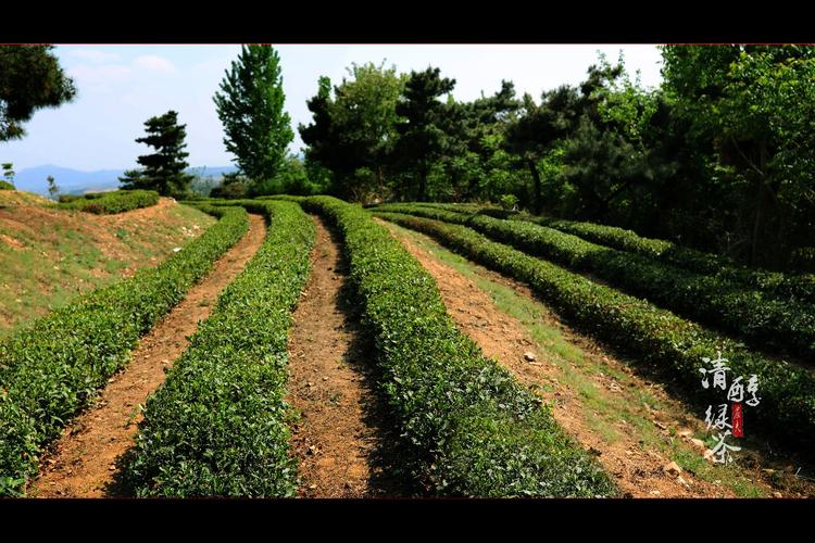 茶树栽在小山包上,每个小山包都被一梯梯的茶树覆盖着