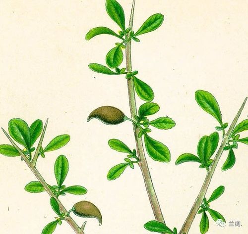 此图出自1887年出版的德国植物宝典《科勒药用植物》.