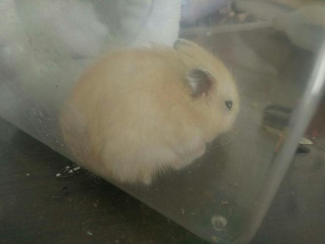 问一下这只仓鼠是不弓背