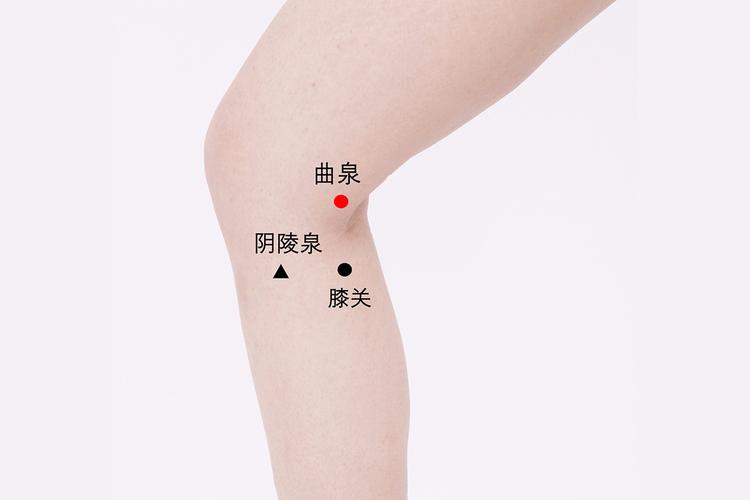 曲泉穴:通调下焦 疏肝理气