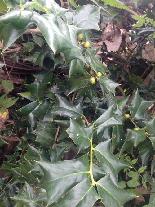 如何使用八角刺树制作盆景,提高其药用价值