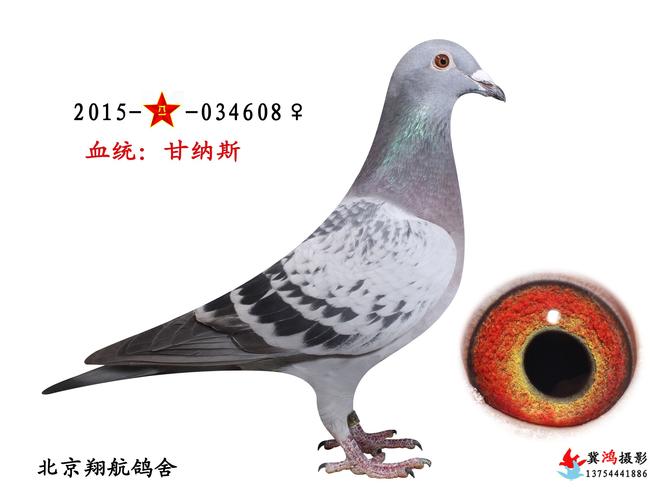 甘纳斯