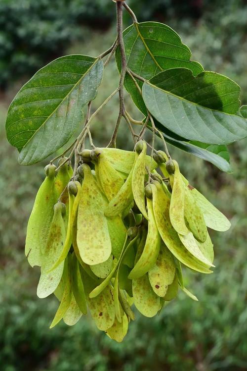 热带雨林标志树种 坡垒(hopea hainanensis)