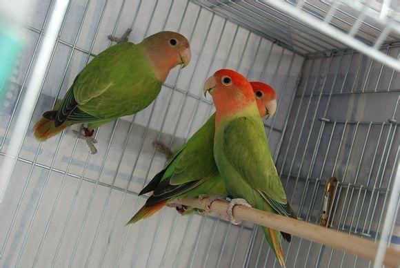 面类小鹦品系分类-牡丹鹦鹉爱好者之家