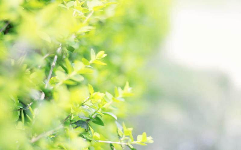 小清新绿色树叶护眼图片桌面壁纸,植物壁纸,小清新,高清,树叶,叶子
