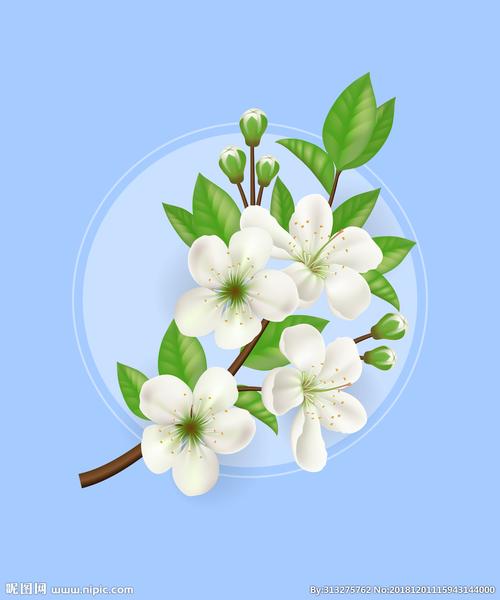 梨花苹果花图片