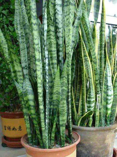 虎皮兰有哪些种类?这8种,一定有你养的一种,养好它们