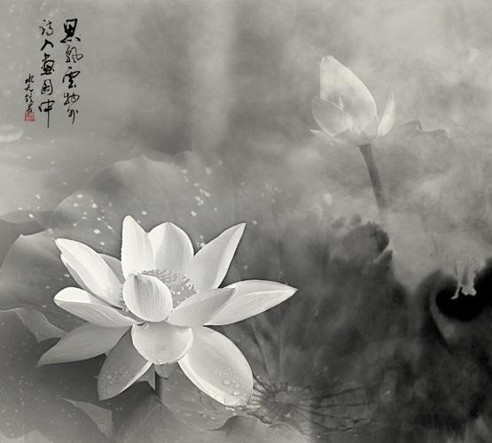 黑白莲花