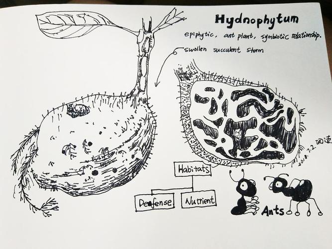 一种蚂蚁植物——蚁管花
