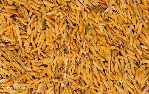 稻谷长啥样是什么