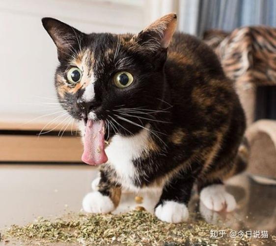 笑死了,一向高冷的喵星人吸食猫薄荷后秒变吸毒现场丑态百出