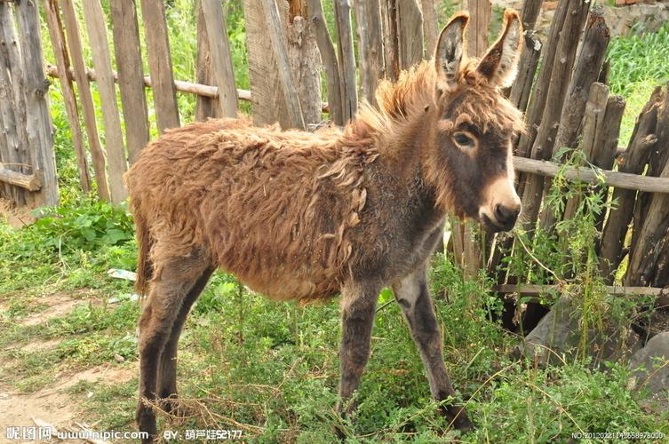 小毛驴图片