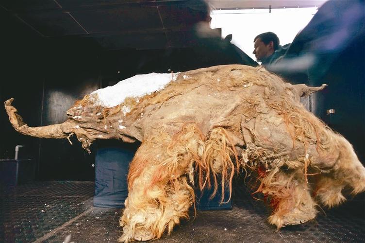 冰河时期人类把猛玛象骨头当成建材,图为俄罗斯的猛玛象标本.