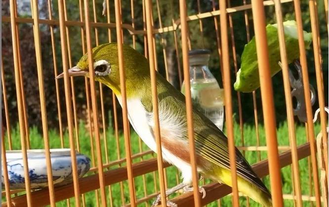 极品红肋绣眼鸟的挑选和饲养