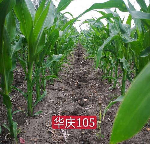 华庆105--宽板,粒深,黄粮,高产王