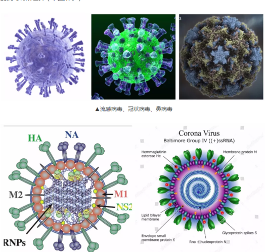 流感病毒,冠状病毒,鼻病毒