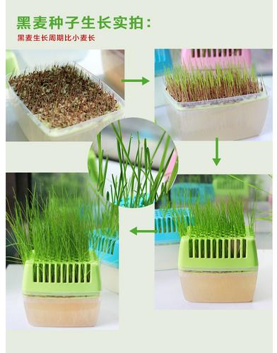 热卖宅猫酱猫咪零食猫草化毛除毛球自己动手培育更有情调颜色随机发