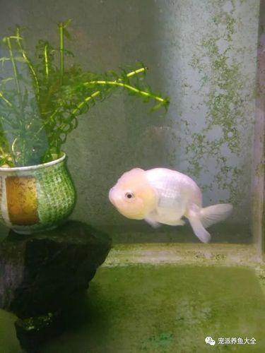 【每日一鱼】纯白红眼的兰寿叫"玉兔金鱼"