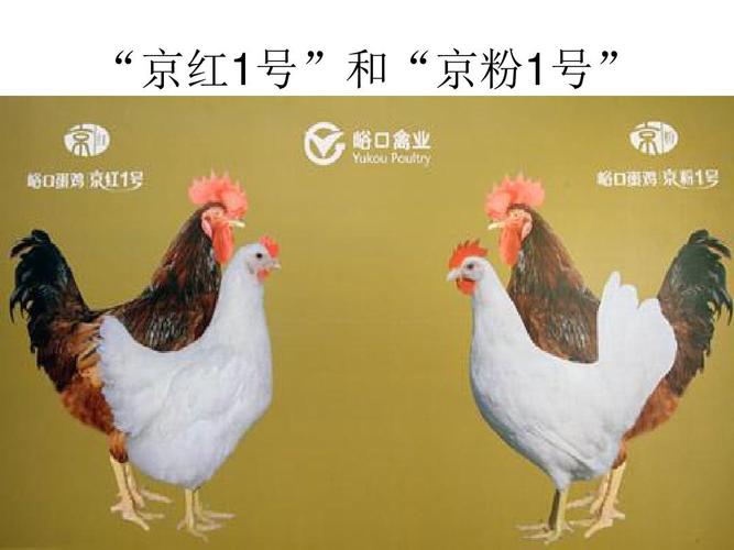 蛋鸡养殖技术ppt