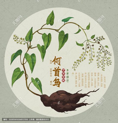 手绘本草纲目中药材插画1