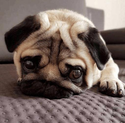 狗狗也会难过地抽泣?辟谣!这是一种病!