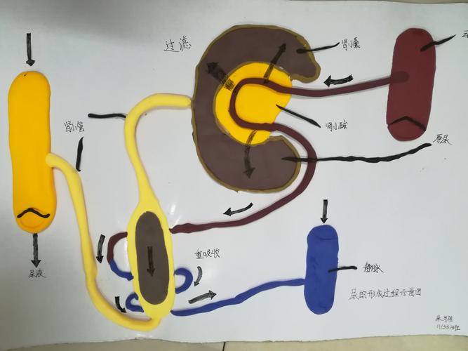 肾单位结构模型