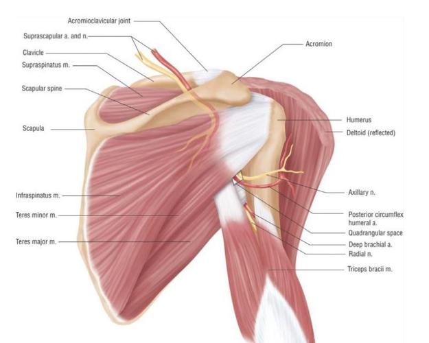 什么是肩胛盂后缘骨折的肩关节后侧手术入路