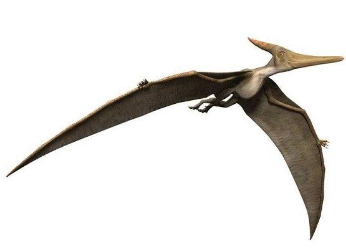 远古时期的"天空之王", 风神翼龙到底有多厉害?